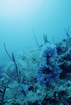 Tunicates at Cochinos Station 11 in Cayos Cochinos, Honduras by John C. Ogden