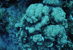 Diseased Montastrea Corals at Cochinos Station 11 in Cayos Cochinos, Honduras