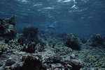 Snorkeler Above Coral Reef at Cochinos Station 11 in Cayos Cochinos, Honduras by John C. Ogden