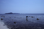 Person Walks the Shore at Bolanos Cay, Island in Cayos Cochinos, Honduras