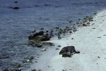 Shorebirds and Rocks on Bolanos Cay, Island in Cayos Cochinos, Honduras