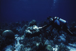 Diver Touches Mound of Coral in Lighthouse Reef, Belize, circa 1996-1999 by John C. Ogden