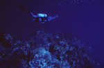 Outer Face of Eagle Ray Wall in Lighthouse Reef, Belize by John C. Ogden