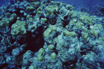 Star Coral Colony Extensively Overgrown with Algae at Eagle Ray Wall in Lighthouse Reef, Belize by John C. Ogden