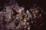 Large Star Coral Colony Extensively Overgrown by Brown Algae in Quebrada, Lighthouse Reef, Belize by John C. Ogden