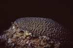 Brain Coral Being Overgrown by Brown Algae at Uno Coco Dive Site in Lighthouse Reef, Belize