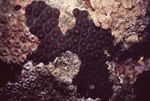 Remaining Portion of Large Star Coral Colony Nearly Completely Killed by Algal Overgrowth in Quebrada, Lighthouse Reef, Belize by John C. Ogden