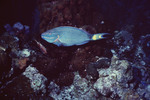 Terminal Phase Male Stoplight Parrotfish at Uno Coco Dive Site in Lighthouse Reef, Belize by John C. Ogden