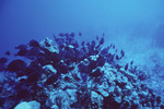 School of Blue Tang in Grand Bogue Dive Site, Turneffe Atoll, Belize by John C. Ogden