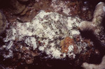 Parrotfish Grazing Marks on Reef Surface at Half Moon Caye Wall in Lighthouse Reef, Belize by John C. Ogden