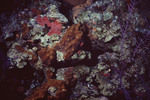 Sponge Overgrowing Star Coral Beside Brown Algae, Uno Coco, Lighthouse Reef, Belize by John C. Ogden