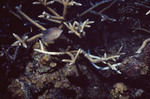 Three-spot Damselfish in Colony of Staghorn Coral on Half Moon Caye Wall in Lighthouse Reef, Belize by John C. Ogden