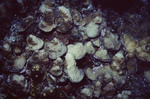 Bleaching Coral on Half Moon Caye Wall in Lighthouse Reef, Belize, A