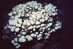 Bleaching Coral on Half Moon Caye Wall in Lighthouse Reef, Belize, B