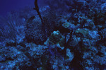 Coral at Sayonara Wreck Dive Site in Turneffe Atoll, Belize, A