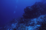 Diver Explores Sayonara Wreck Site in Turneffe Atoll, Belize, B by John C. Ogden