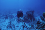 Diver Explores Sayonara Wreck Site in Turneffe Atoll, Belize, C by John C. Ogden