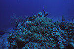 Fish Hide in Coral at Sayonara Wreck Site in Turneffe Atoll, Belize by John C. Ogden