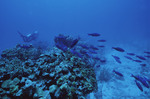 Fish Swim by Coral with Diver in Background at Sayonara Wreck Site, Turneffe Atoll, Belize by John C. Ogden