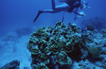 Diver Takes Notes at Sayonara Wreck Site in Turneffe Atoll, Belize by John C. Ogden