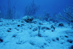 Ocean Floor at Sayonara Wreck Dive Site in Turneffe Atoll, Belize by John C. Ogden