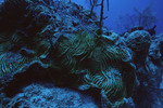 Coral at Sayonara Wreck Dive Site in Turneffe Atoll, Belize, C