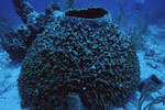 Round and Hollow Coral at Sayonara Wreck Dive Site in Turneffe Atoll, Belize by John C. Ogden