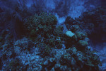 Algae-Covered Coral at Sayonara Wreck Dive Site in Turneffe Atoll, Belize