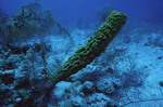 Large Green Sea Sponge at Sayonara Wreck Site in Turneffe Atoll, Belize by John C. Ogden