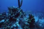 Sea Sponges and Coral at Sayonara Wreck Site in Turneffe Atoll, Belize by John C. Ogden