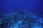 Coral at Sayonara Wreck Dive Site in Turneffe Atoll, Belize, D by John C. Ogden