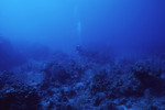 Diver Explores Sayonara Wreck Site in Turneffe Atoll, Belize, D by John C. Ogden