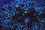 Coral at Sayonara Wreck Dive Site in Turneffe Atoll, Belize, E by John C. Ogden