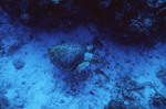 Sea Turtle at Grand Bogue Dive Site in Turneffe Atoll, Belize, A by John C. Ogden