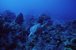 Sea Turtle at Grand Bogue Dive Site in Turneffe Atoll, Belize, B by John C. Ogden