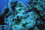 Diver Explores Sayonara Wreck Site in Turneffe Atoll, Belize, E by John C. Ogden