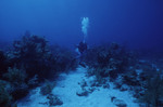 Diver Explores Eagle Ray Wall Site in Lighthouse Reef, Belize, A by John C. Ogden