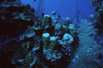 Coral at Grand Bogue Dive Site in Turneffe Atoll, Belize, A