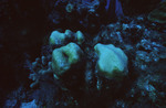 Coral at Grand Bogue Dive Site in Turneffe Atoll, Belize, B