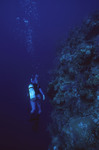 Diver Explores Eagle Ray Wall Site in Lighthouse Reef, Belize, B by John C. Ogden