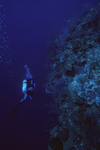 Diver Explores Eagle Ray Wall Site in Lighthouse Reef, Belize, C by John C. Ogden