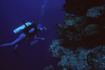 Diver takes Notes at Eagle Ray Wall Site in Lighthouse Reef, Belize, A by John C. Ogden