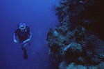 Diver takes Notes at Eagle Ray Wall Site in Lighthouse Reef, Belize, B by John C. Ogden