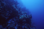 Sea Sponges and Coral at Eagle Ray Wall Site in Lighthouse Reef, Belize, A by John C. Ogden