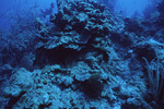 Sea Sponges and Coral at Eagle Ray Wall Site in Lighthouse Reef, Belize, B by John C. Ogden