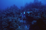 Diver Explores Eagle Ray Wall Site in Lighthouse Reef, Belize, D by John C. Ogden