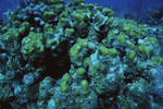 Cauliflower Coral at Eagle Ray Wall Site in Lighthouse Reef, Belize