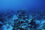 Fish Swim Among Mounds of Coral at Eagle Ray Wall Site in Lighthouse Reef, Belize by John C. Ogden