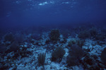 Shallow Reef at Eagle Ray Wall Site in Lighthouse Reef, Belize by John C. Ogden