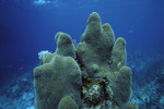 Algae Grows on Pillar Coral at Eagle Ray Wall Site in Lighthouse Reef, Belize